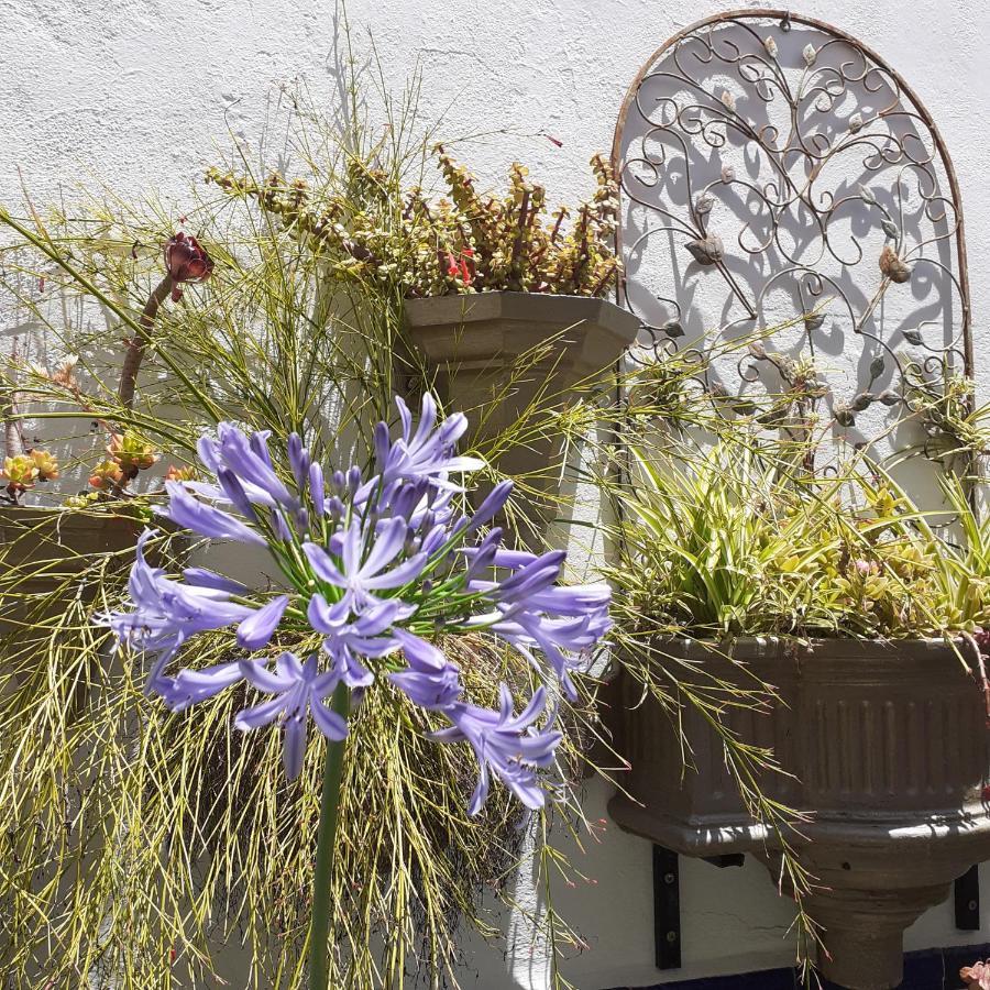 Casa De Las Flores - A Picture Perfect Location! Ель-Ґастор Екстер'єр фото